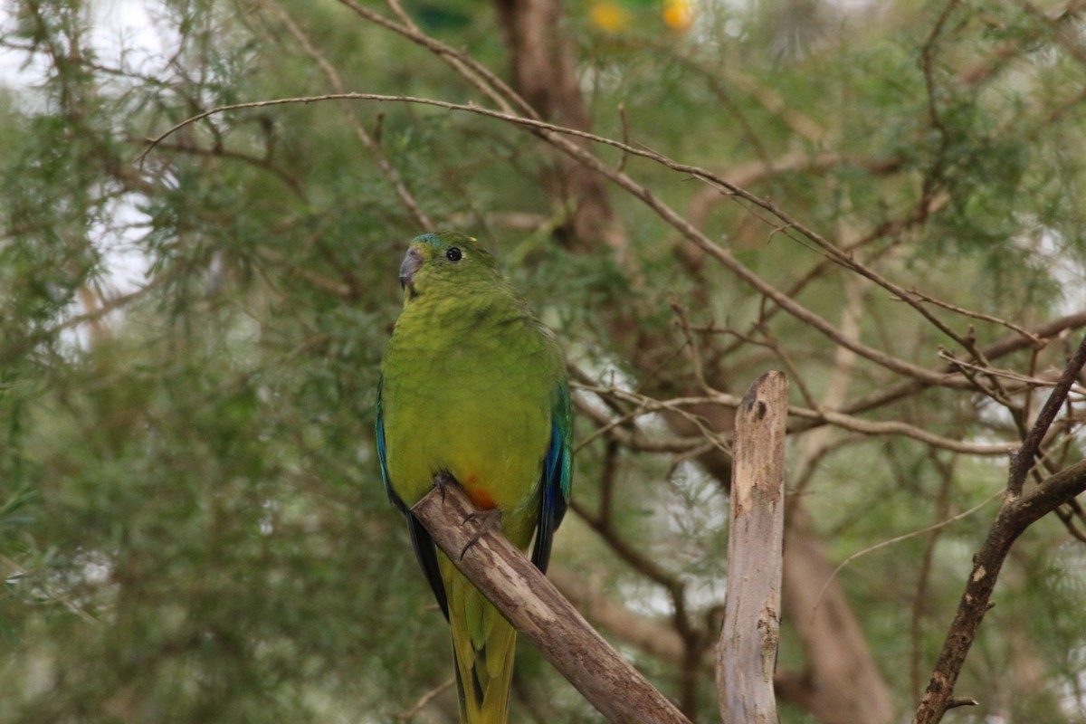Orange-bellied Parrot - mark broomhall