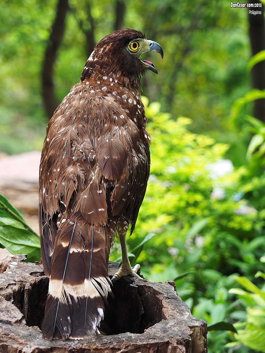 Philippine Serpent-Eagle - DANNIE POLLEY