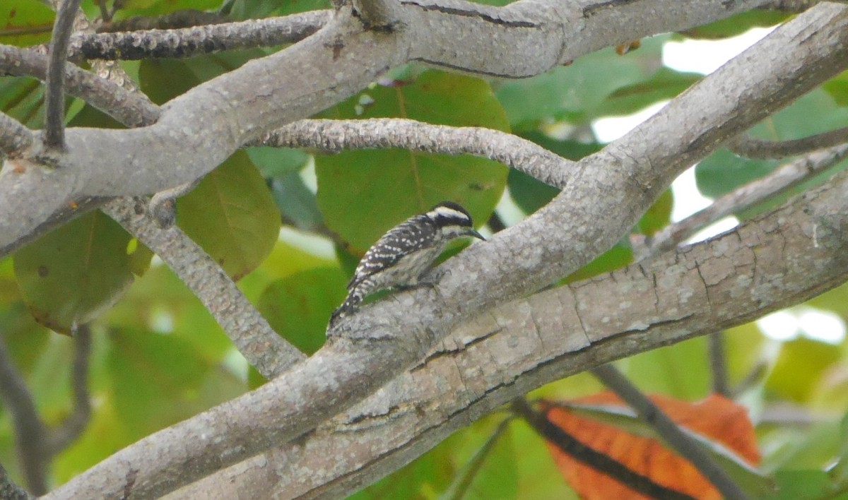 Sunda Pygmy Woodpecker - Jenny Stiles