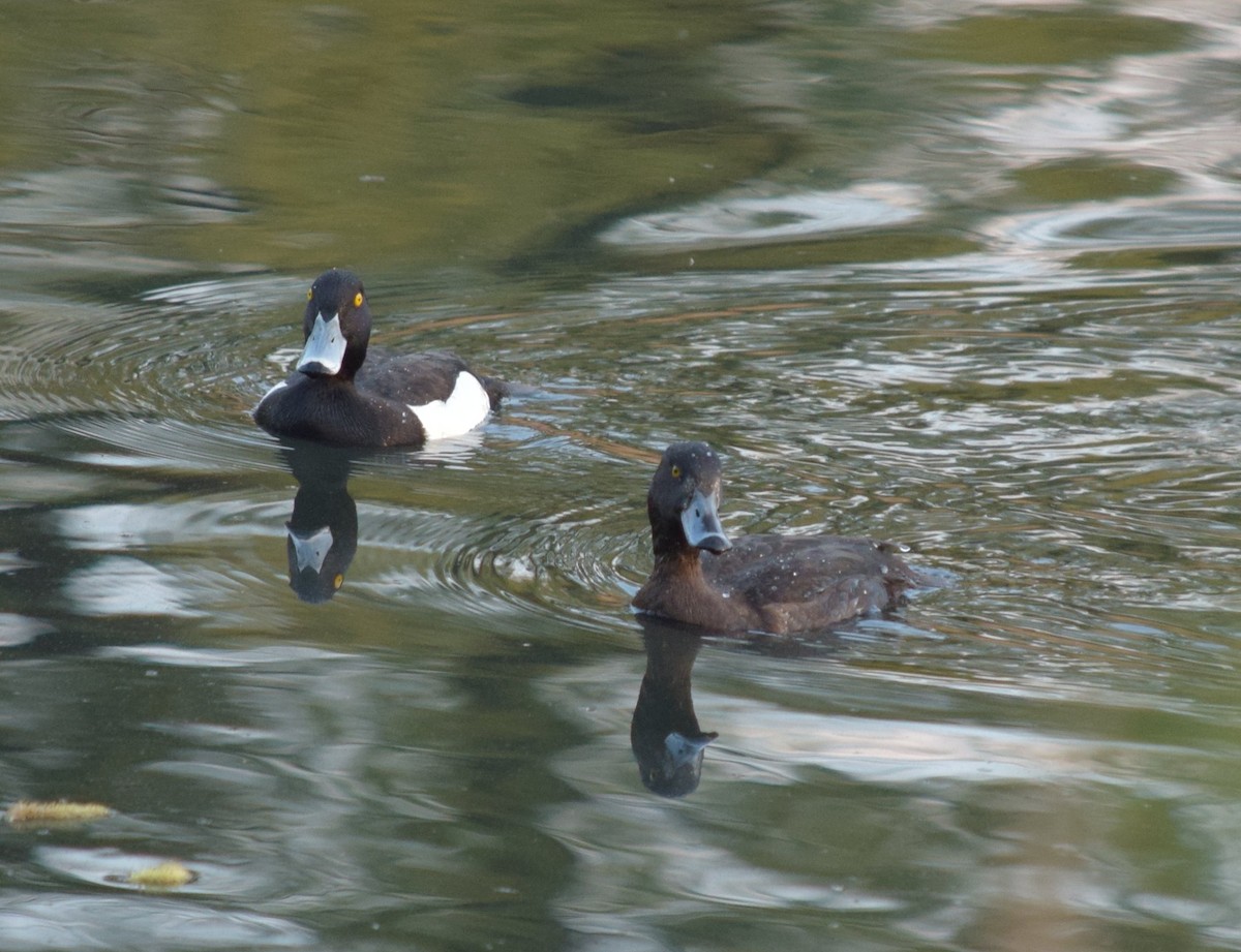 Tufted Duck - ML708328