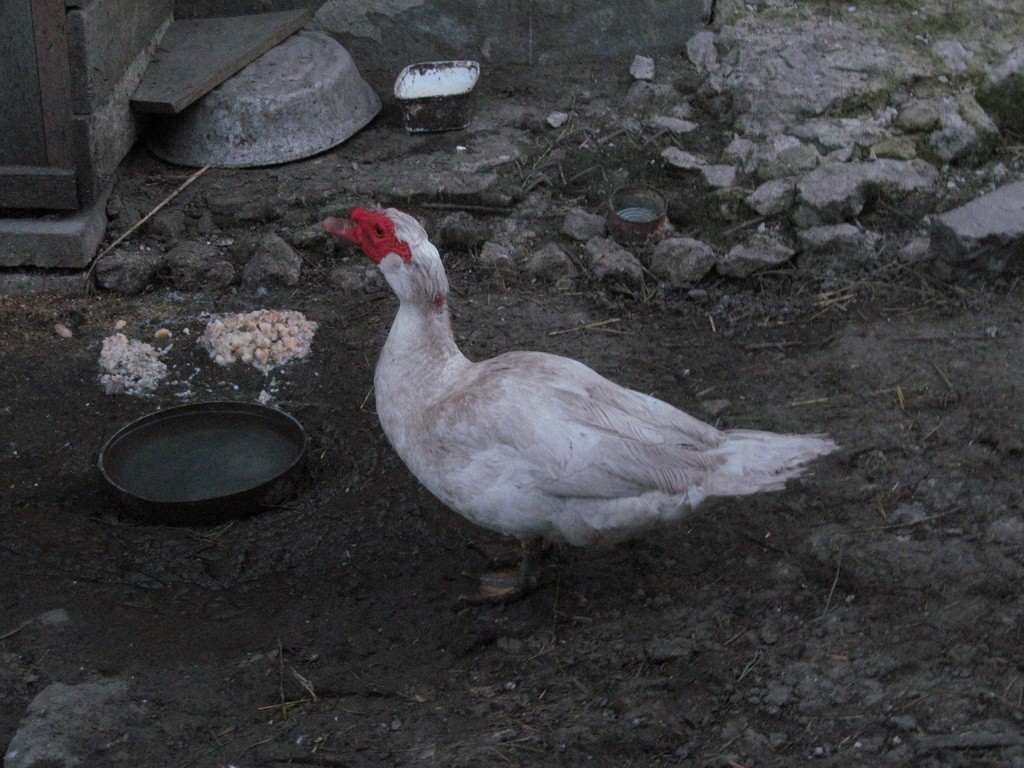 Muscovy Duck (Domestic type) - Ruslan Mazuryk