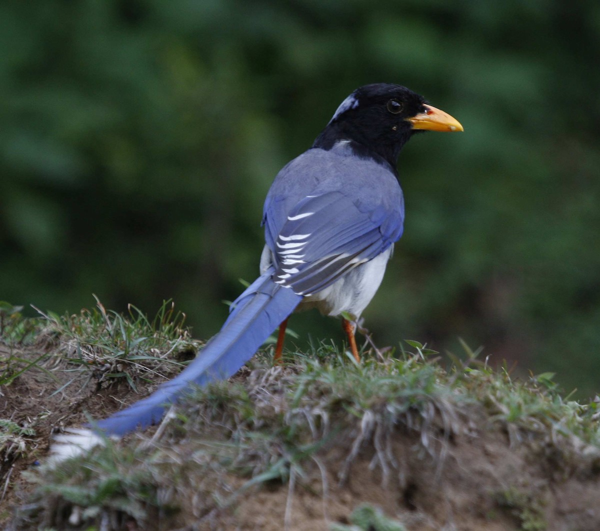 Yellow-billed Blue-Magpie - Jugal Tiwari