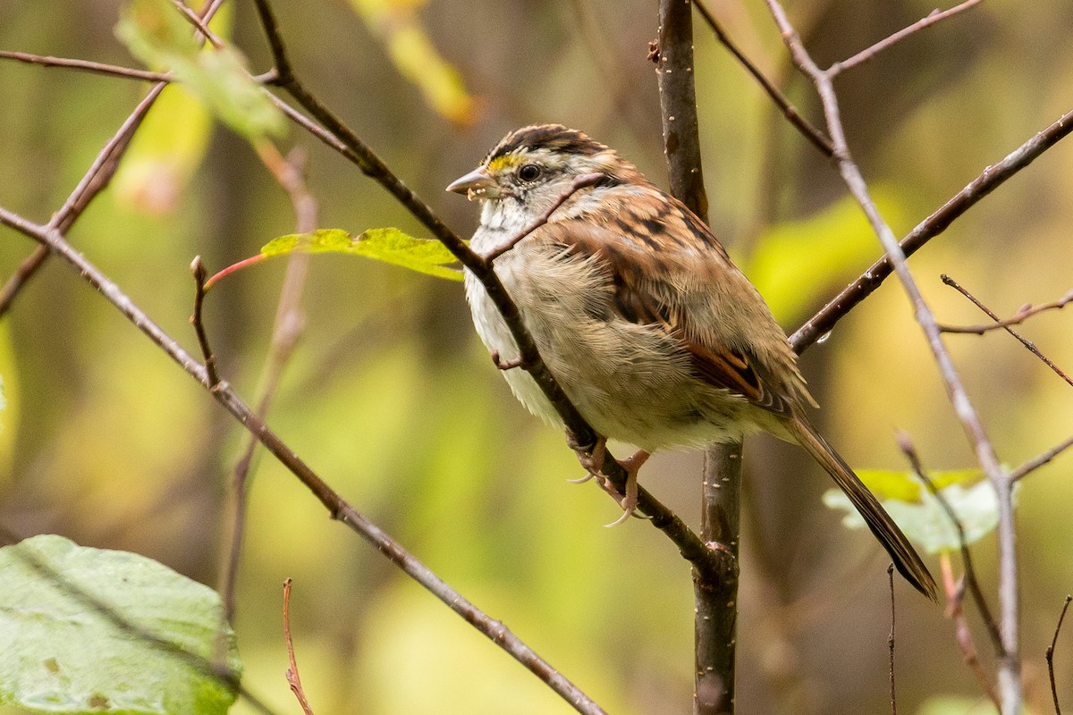 White-throated Sparrow - John Reynolds