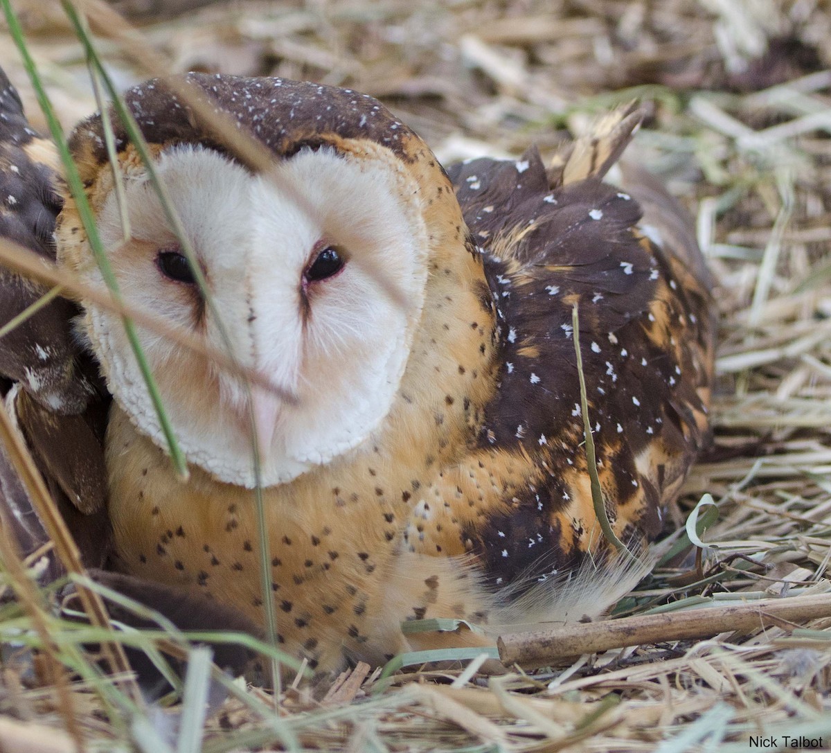 Australasian Grass-Owl - Nicholas Talbot