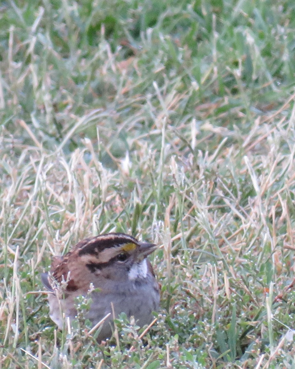 White-throated Sparrow - ML70837111