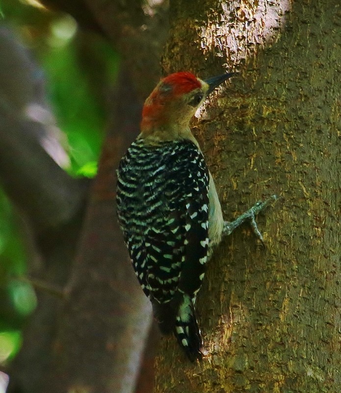 Red-crowned Woodpecker - ML708372