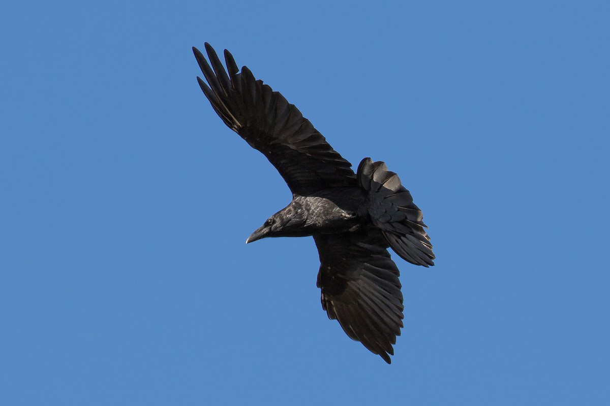 Common Raven - ML70837411