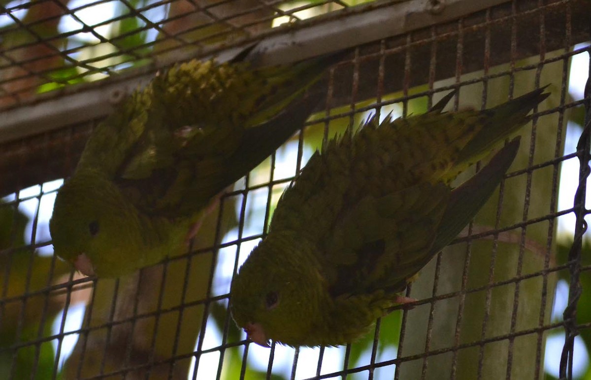 Barred Parakeet - A Emmerson