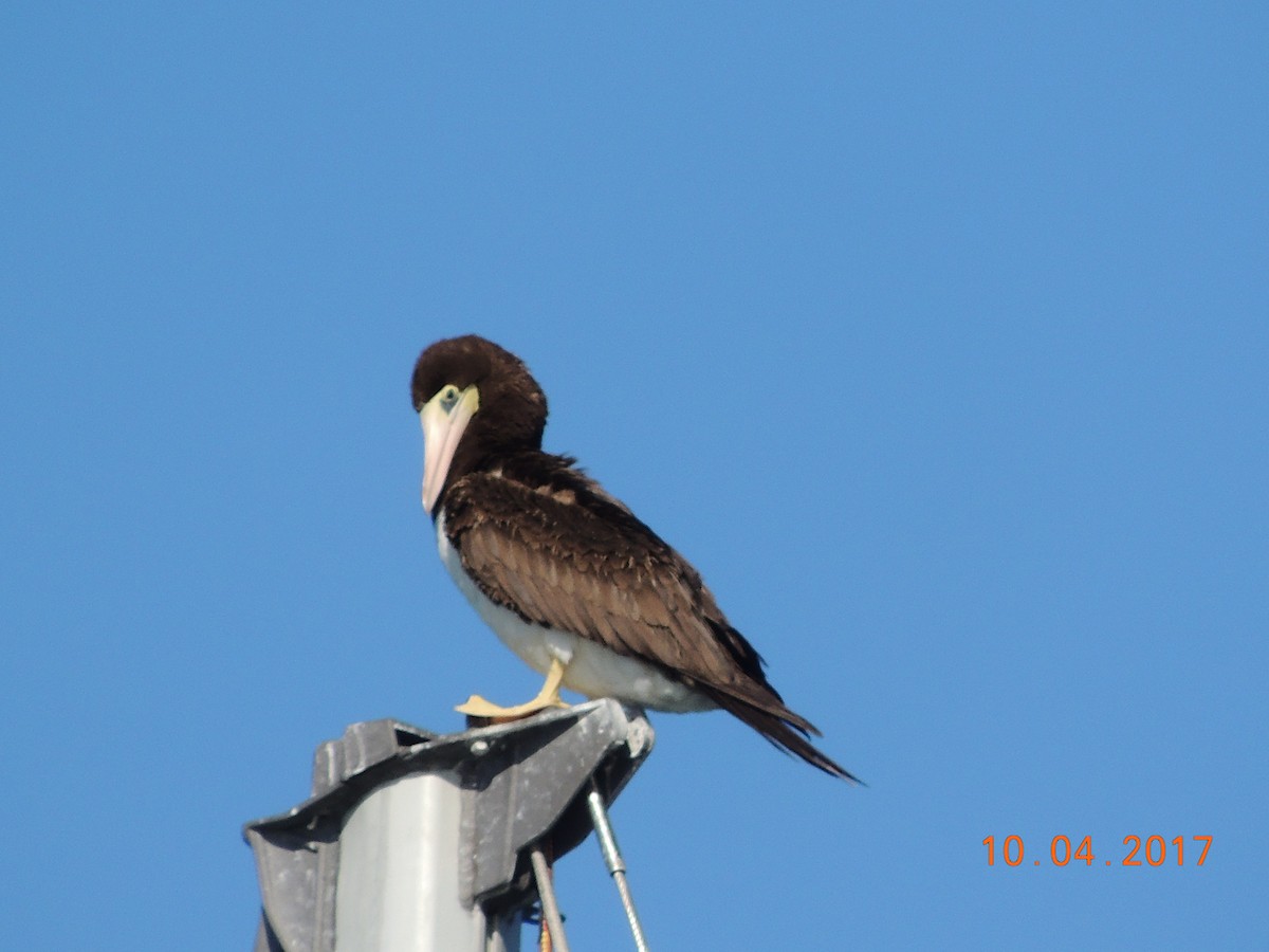 Brown Booby - ML70837921