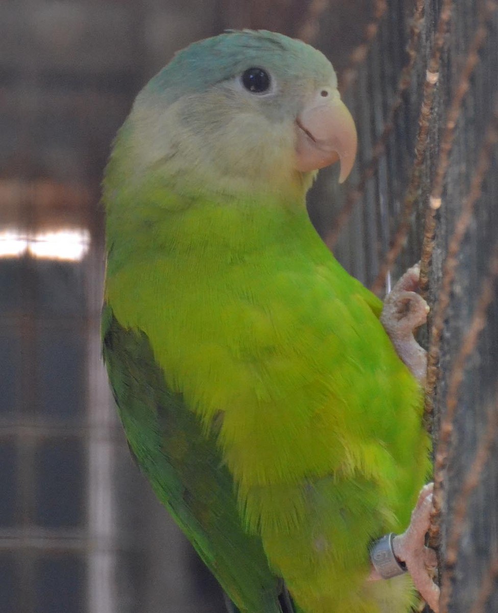 Gray-cheeked Parakeet - A Emmerson