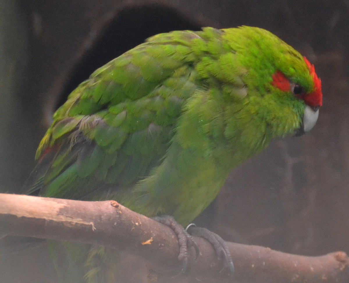 Red-crowned Parakeet - A Emmerson