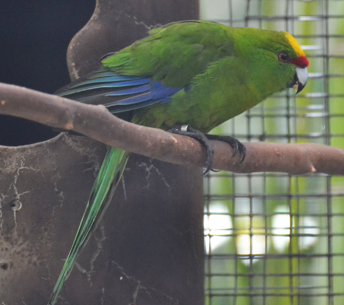 Yellow-crowned Parakeet - A Emmerson