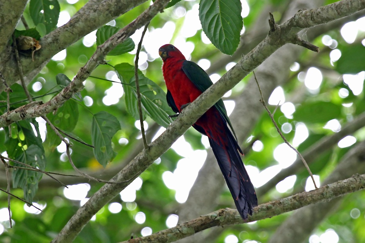 Maluku Kral Papağanı - ML708397