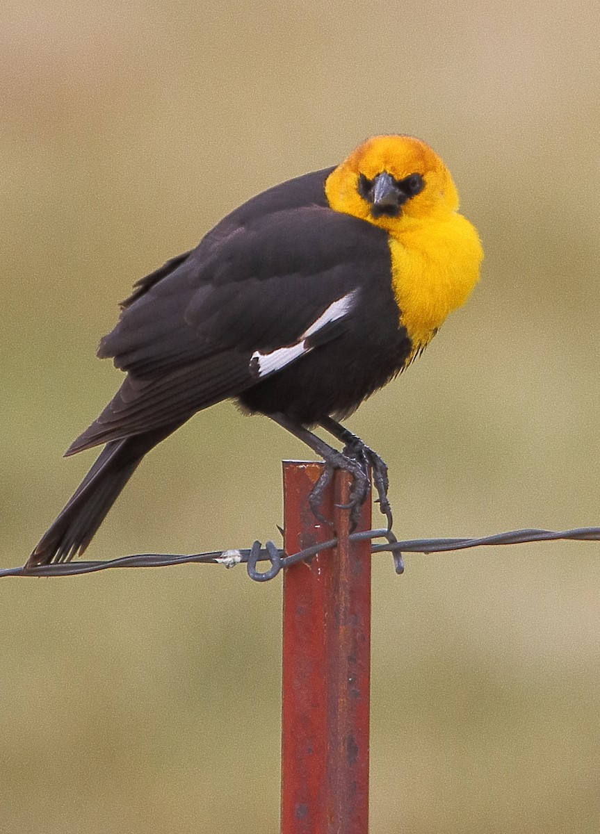 Yellow-headed Blackbird - Glenn Anderson