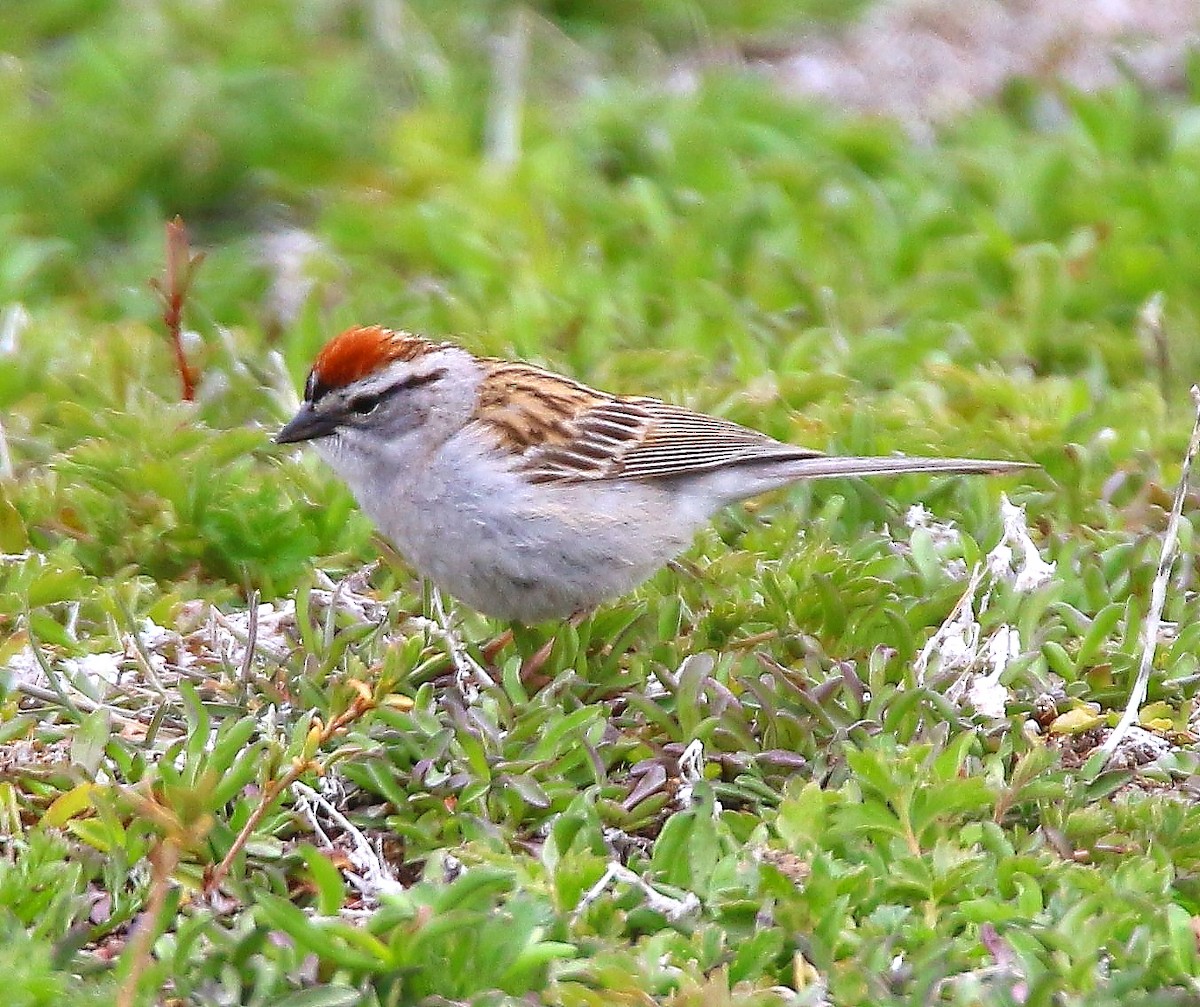 Chipping Sparrow - Glenn Anderson