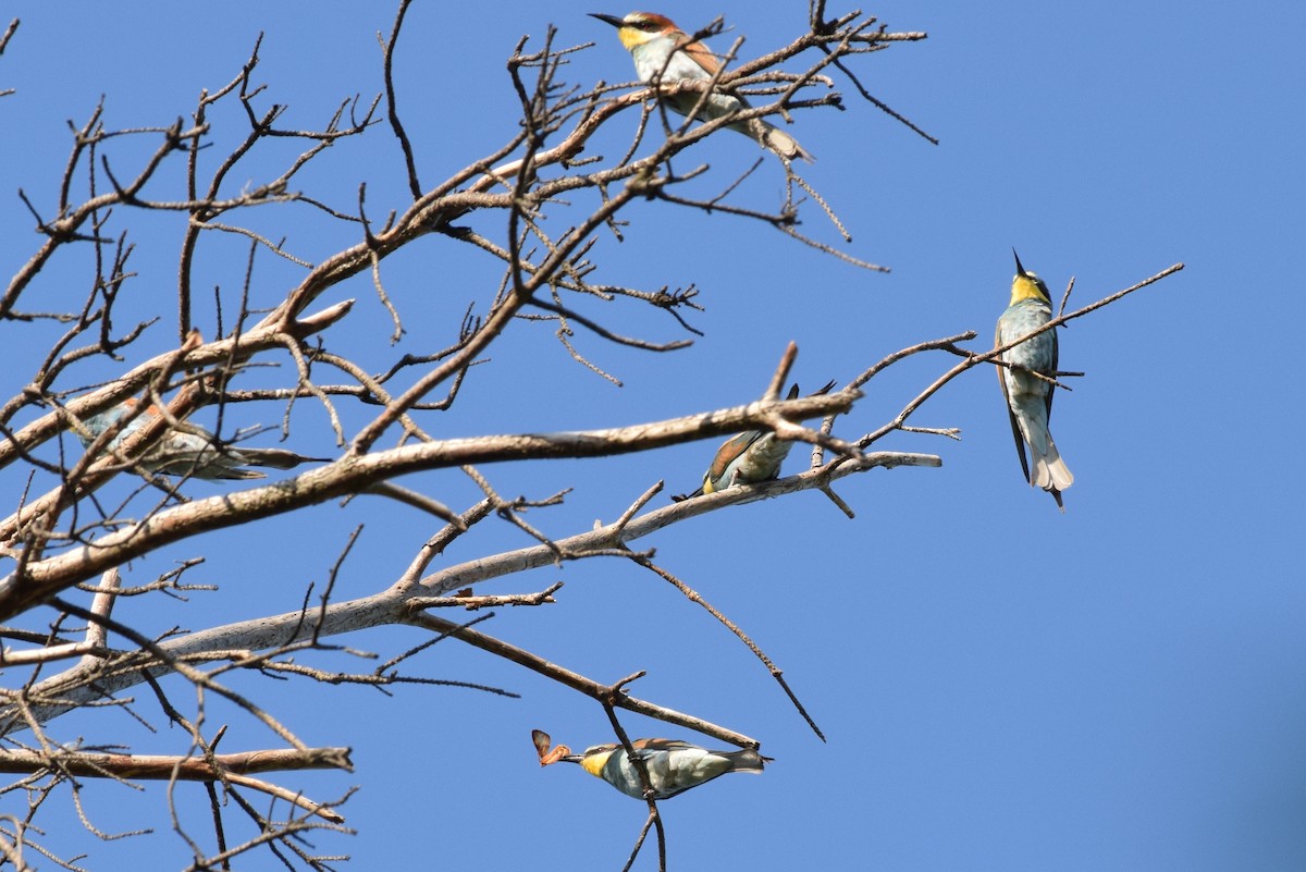 European Bee-eater - ML708409