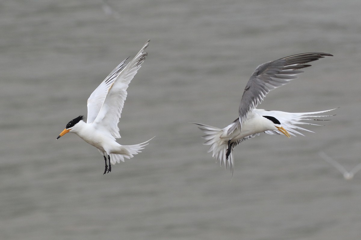 Chinese Crested Tern - ML708413