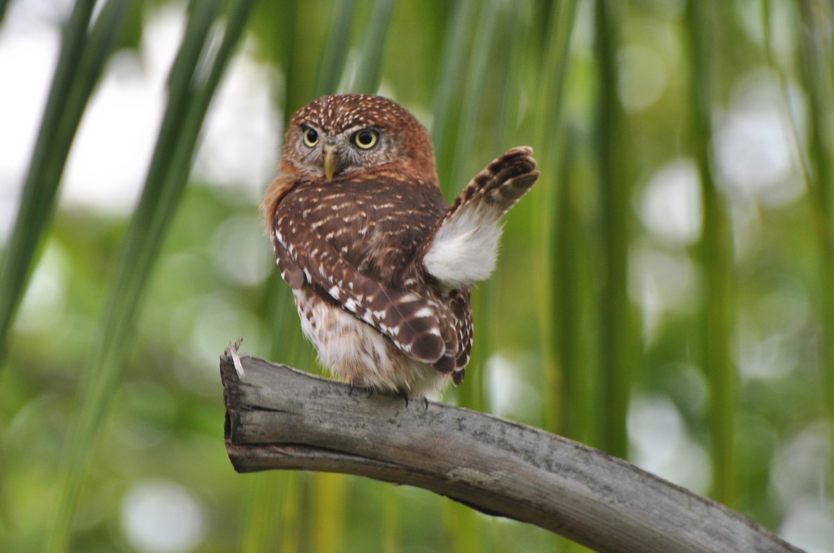 Cuban Pygmy-Owl - Raymond Marsh