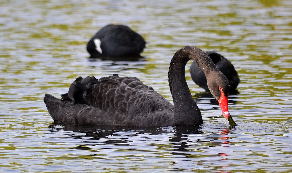 Black Swan - A Emmerson