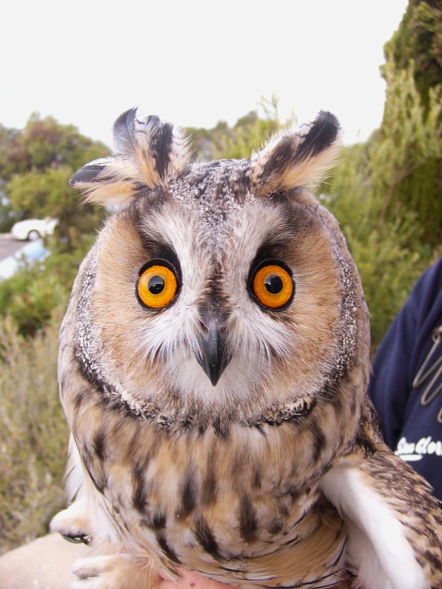Long-eared Owl - Raymond Marsh