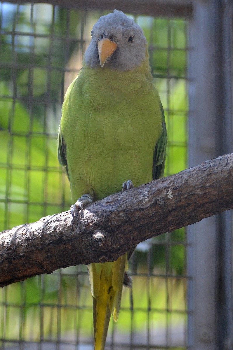 Blossom-headed Parakeet - A Emmerson