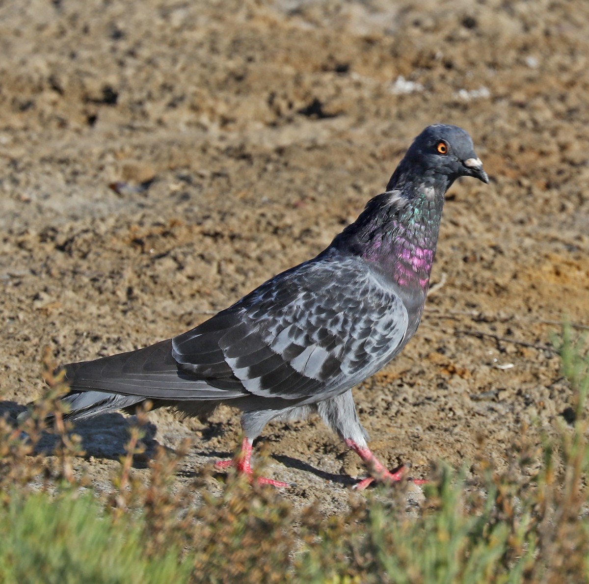 Rock Pigeon (Feral Pigeon) - ML70845561