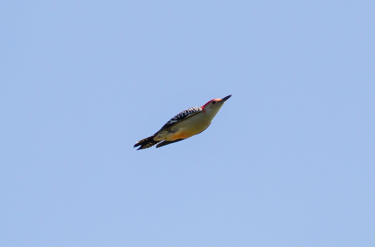 Red-bellied Woodpecker - ML70846341