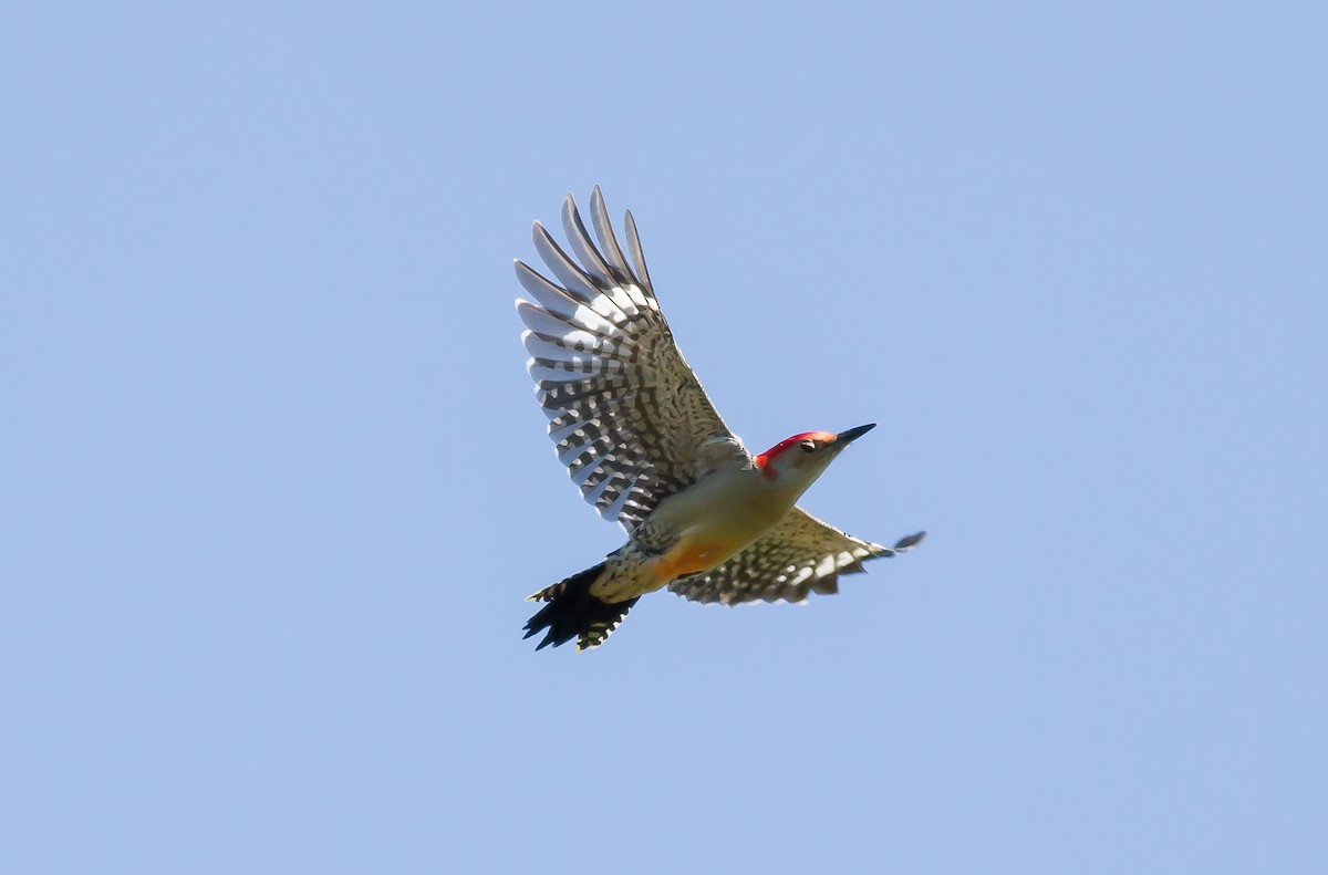 Red-bellied Woodpecker - Nick Pulcinella