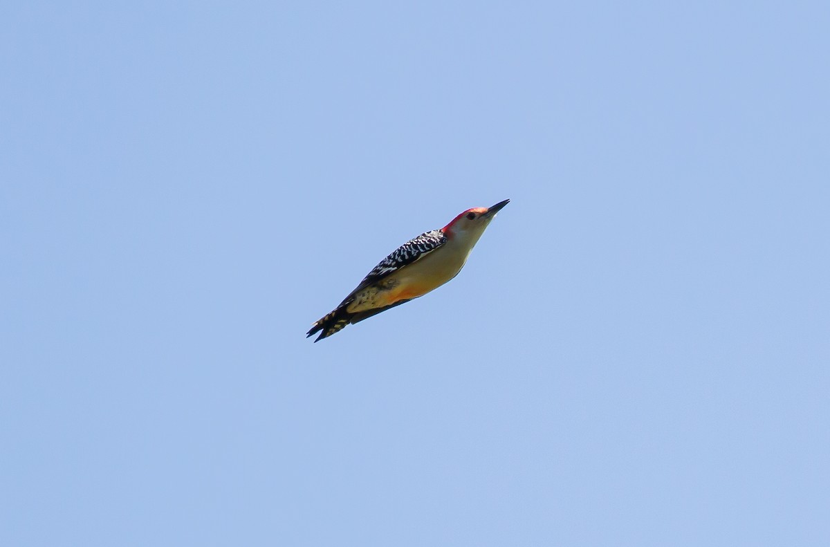 Red-bellied Woodpecker - ML70846371