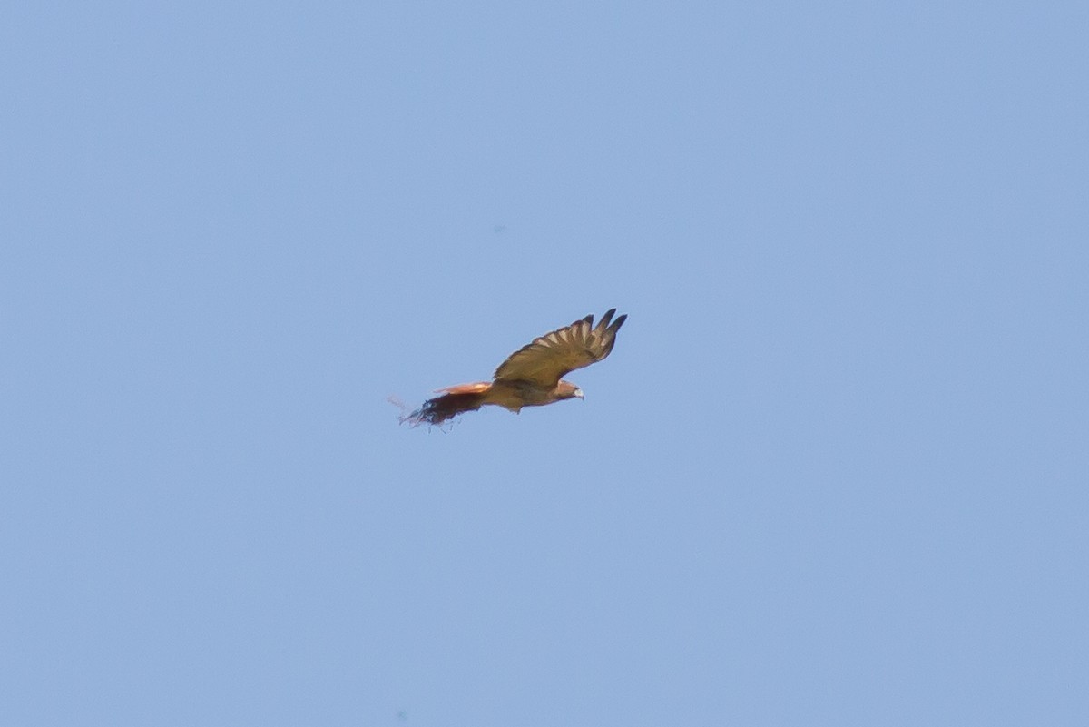 Red-tailed Hawk - ML70846421