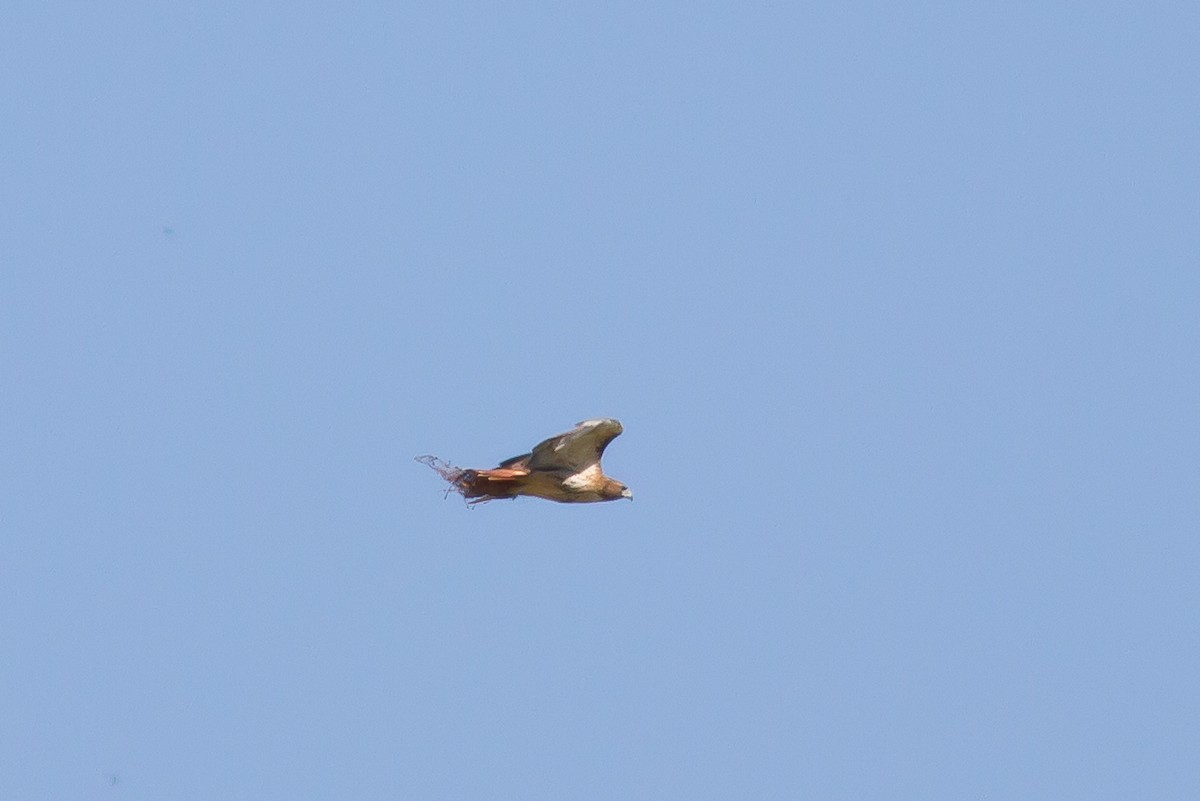 Red-tailed Hawk - ML70846431