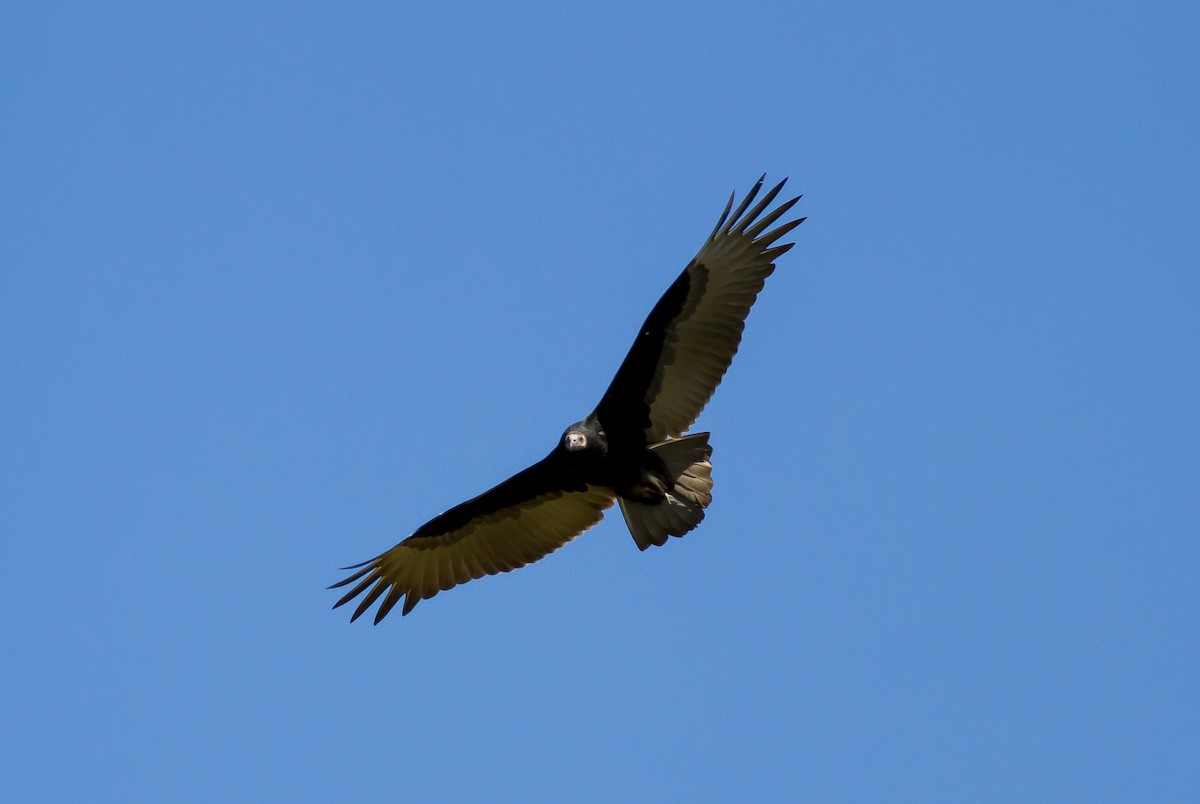 Turkey Vulture - ML70846511