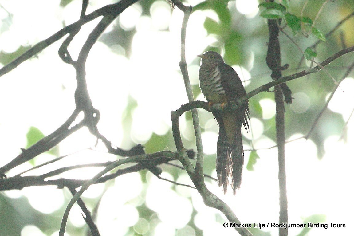 Dusky Long-tailed Cuckoo - ML708468