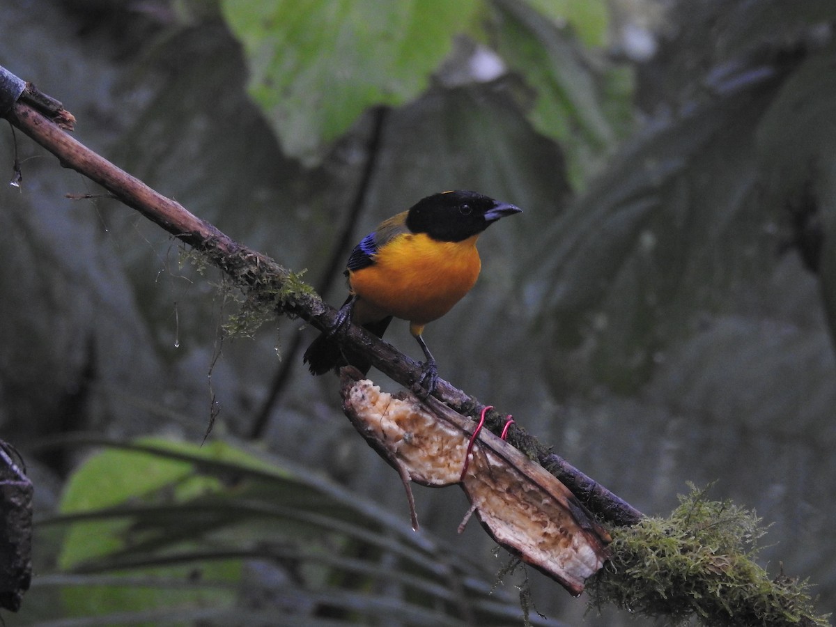 Black-chinned Mountain Tanager - ML70846911