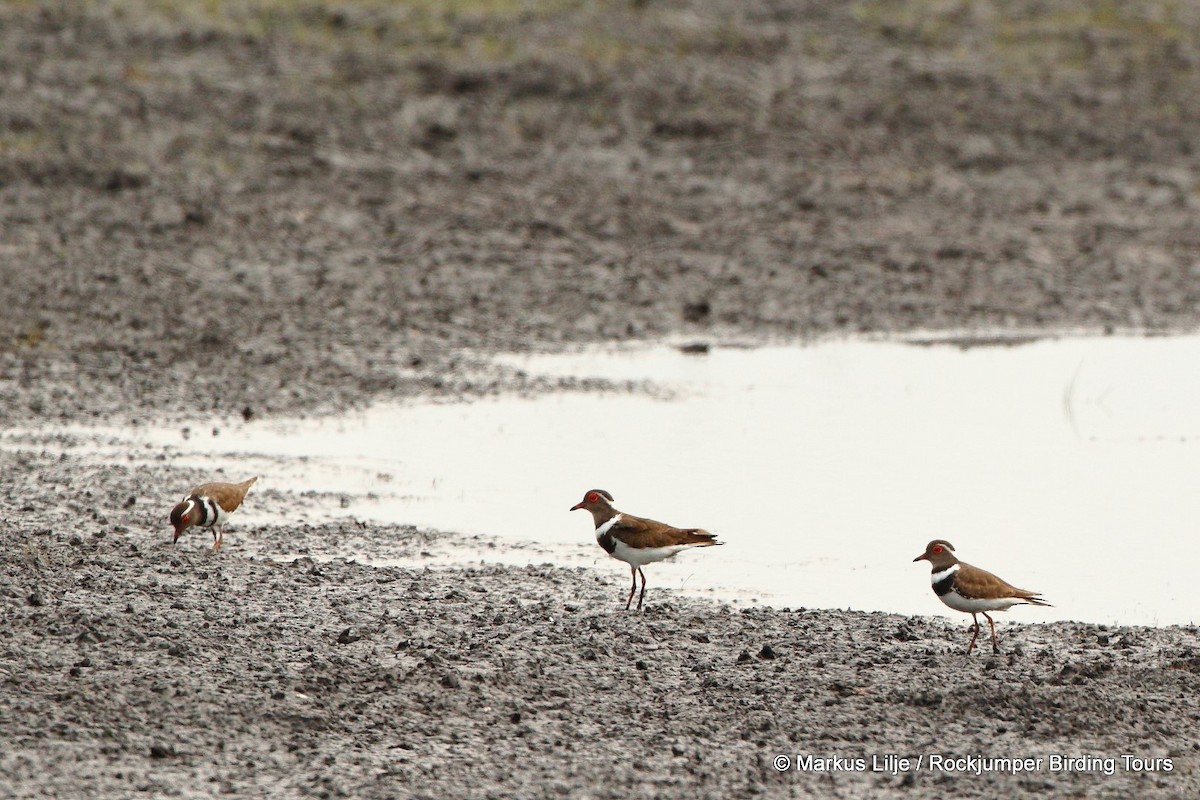 Forbes's Plover - ML708470