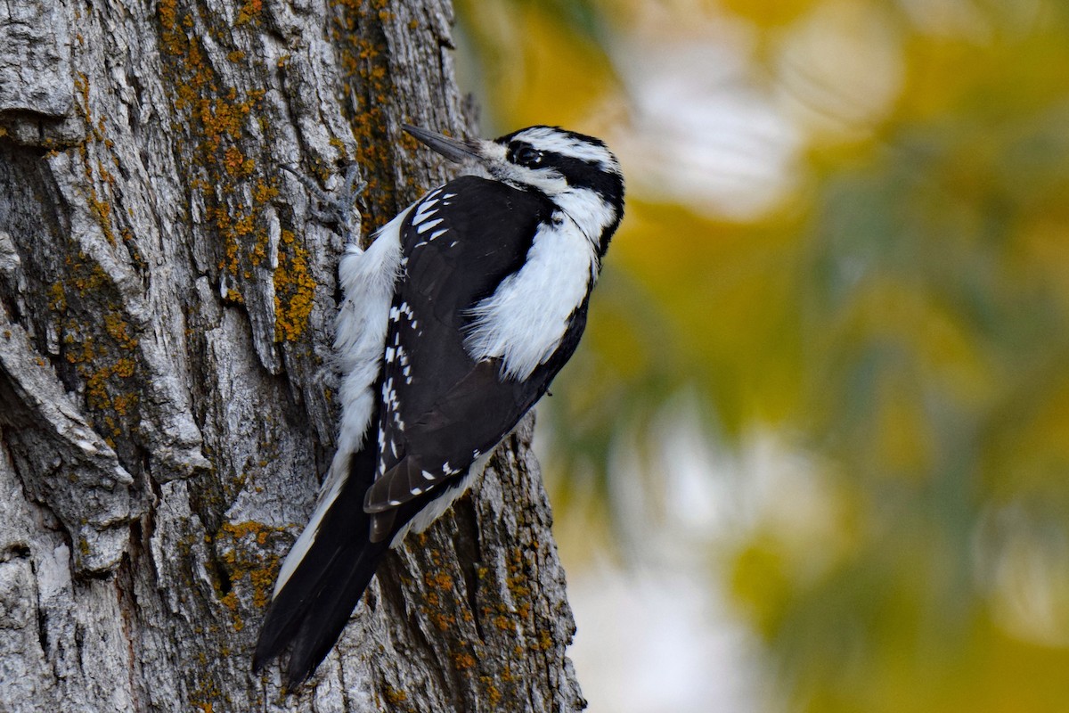 Hairy Woodpecker - Perry Doggrell