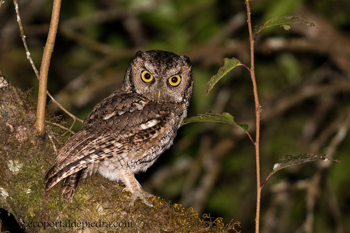 Montane Forest Screech-Owl - Carlos Cuñado Strelkov