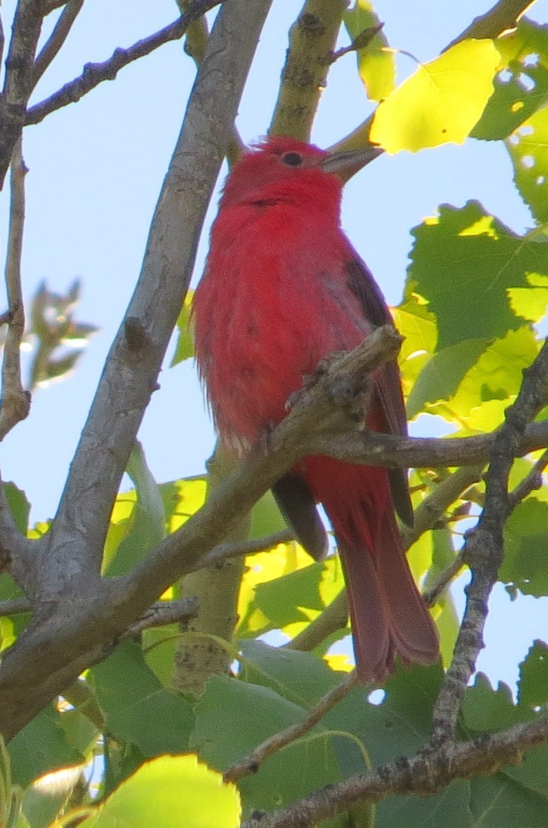 Summer Tanager - Amy Neel