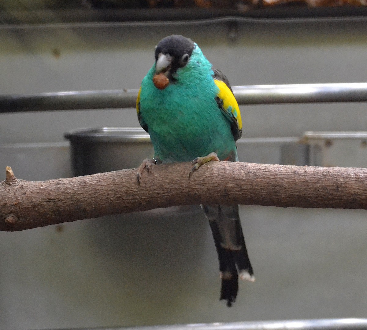Hooded Parrot - A Emmerson