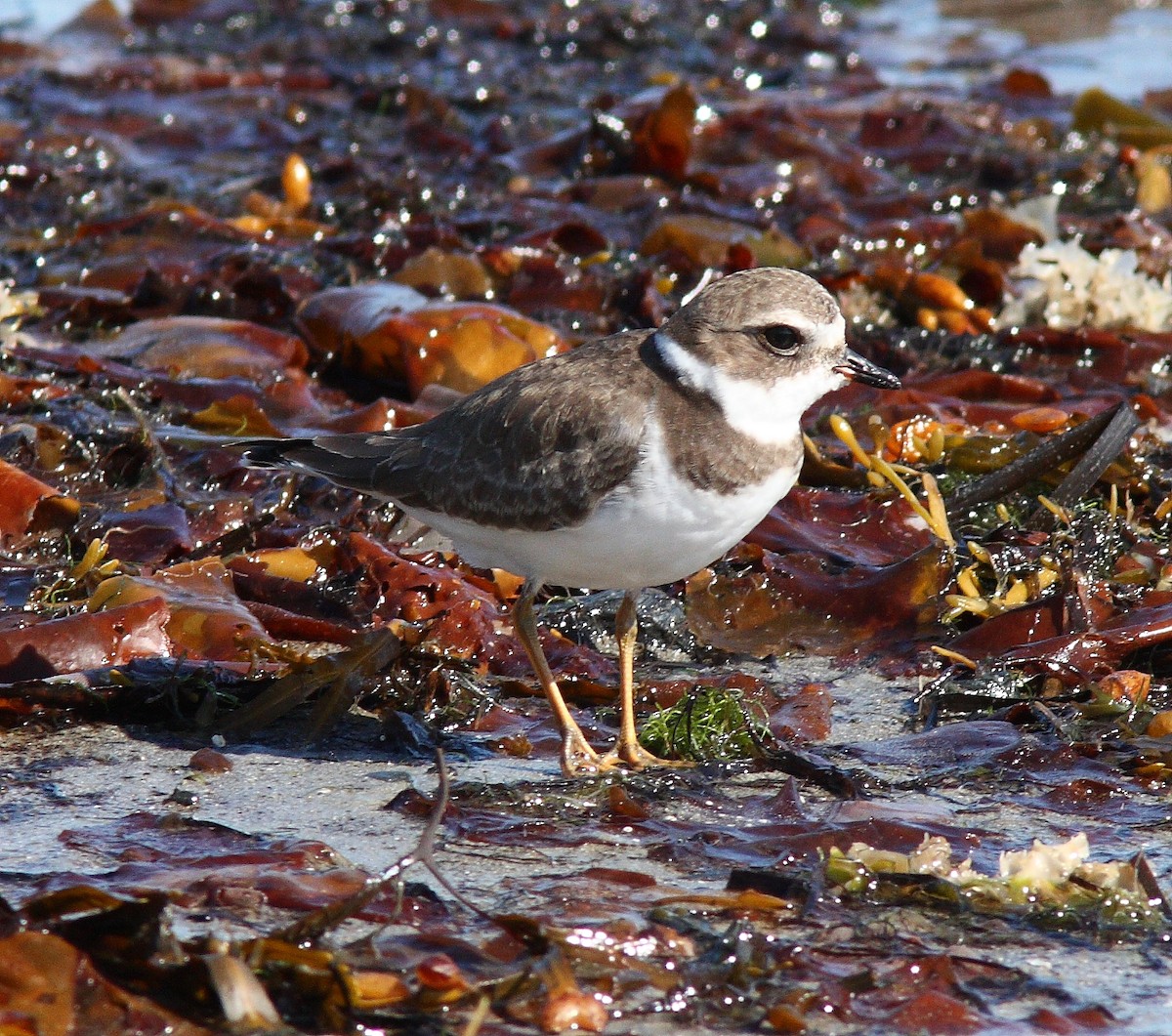 Semipalmated Plover - ML70848701