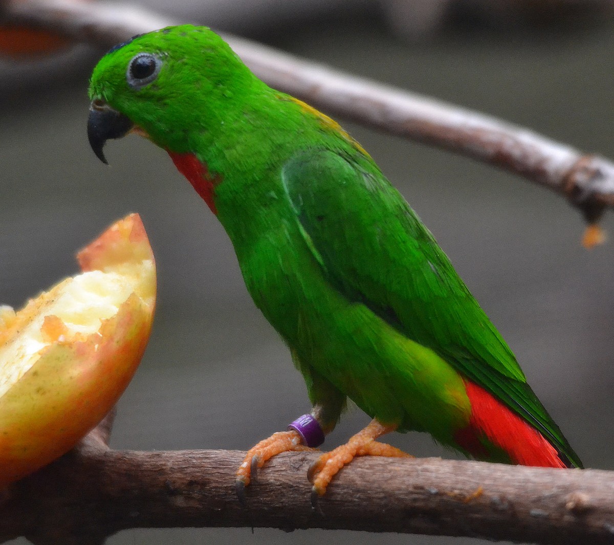 Blue-crowned Hanging-Parrot - A Emmerson