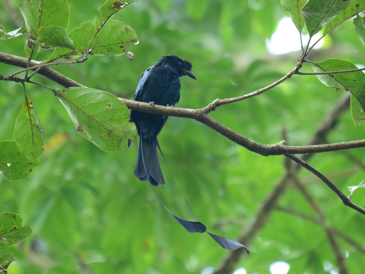 Greater Racket-tailed Drongo - ML70849921