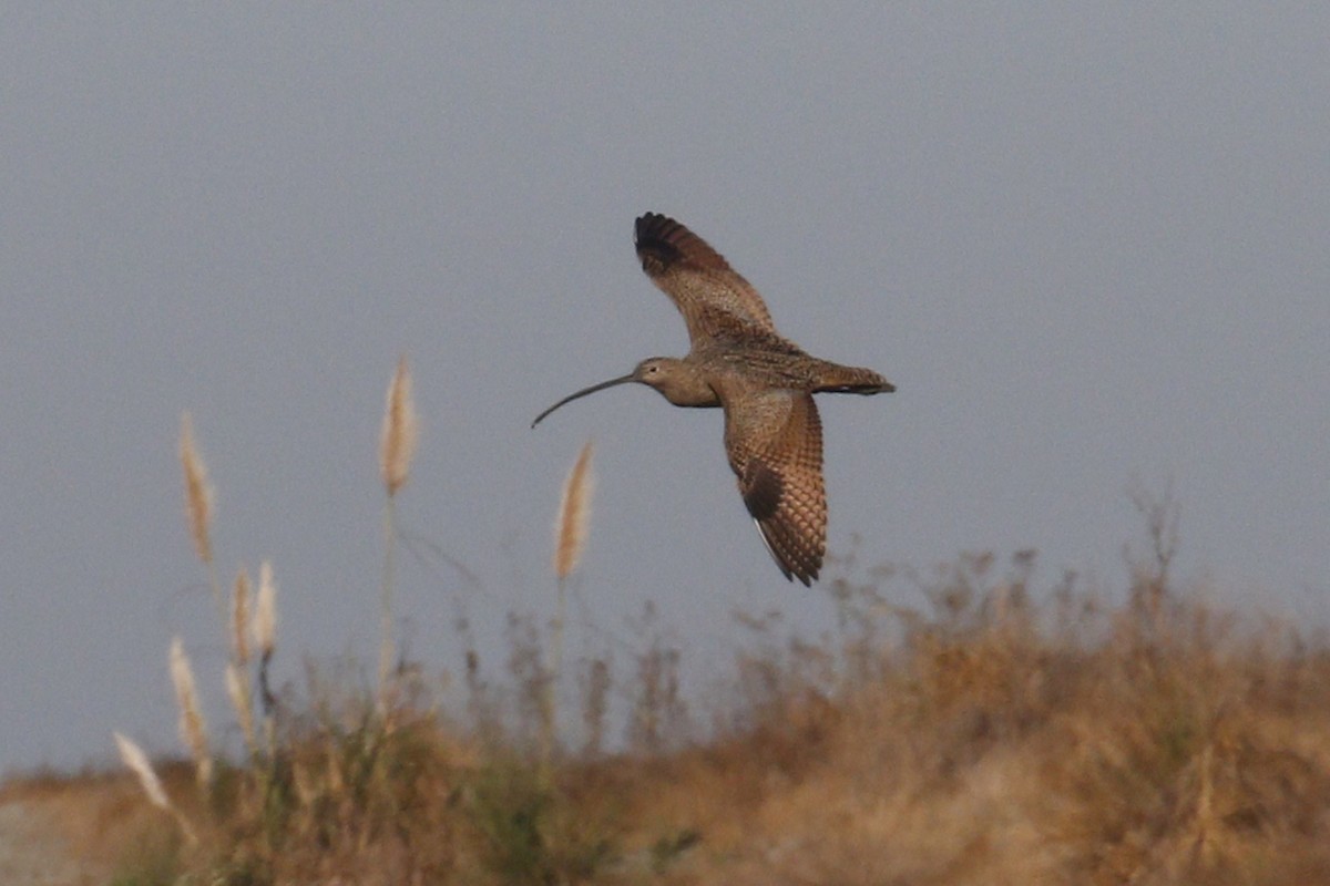Long-billed Curlew - ML70850431