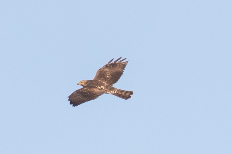 Broad-winged Hawk - ML70852281
