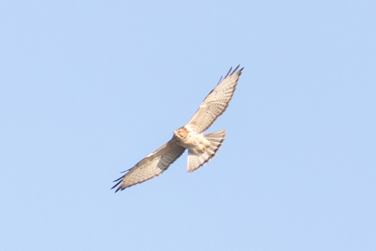 Broad-winged Hawk - ML70852311