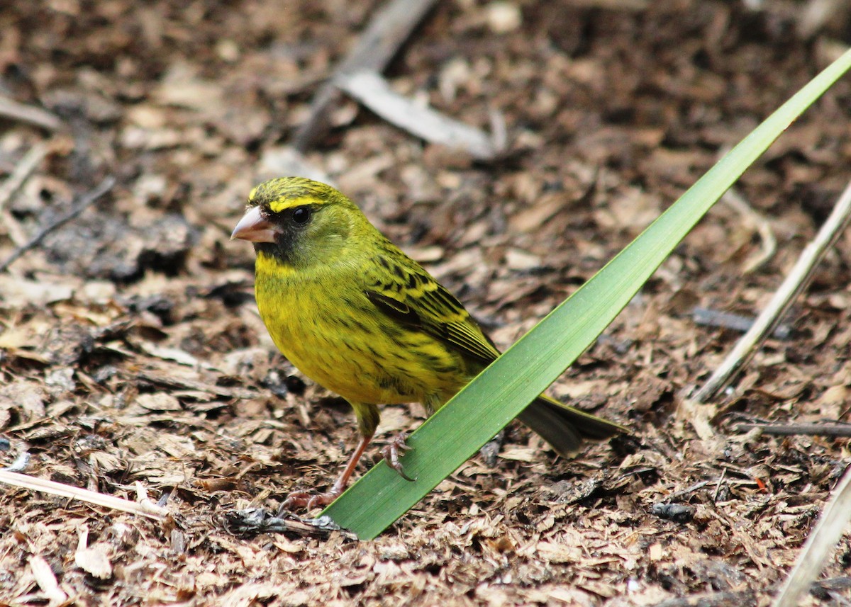 Forest Canary - ML70852721