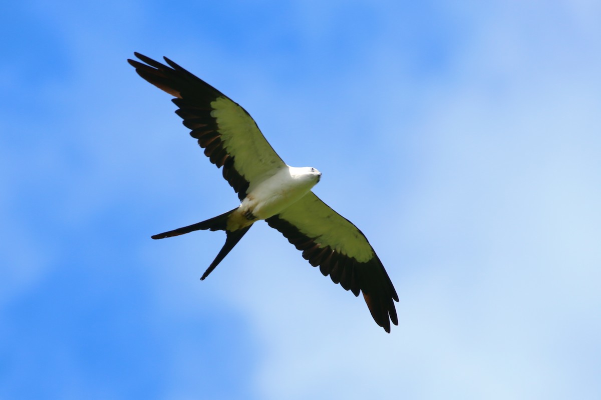 Swallow-tailed Kite - ML70854991