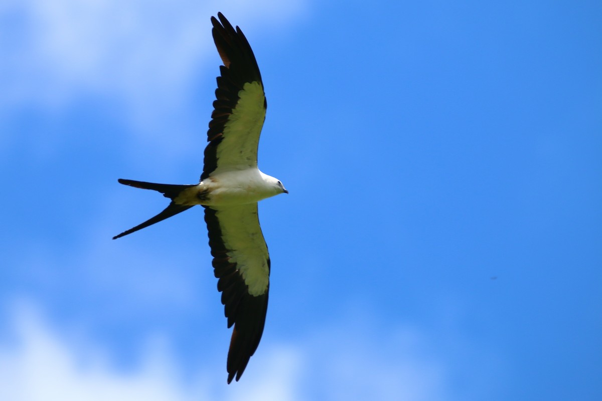 Swallow-tailed Kite - Devin Griffiths