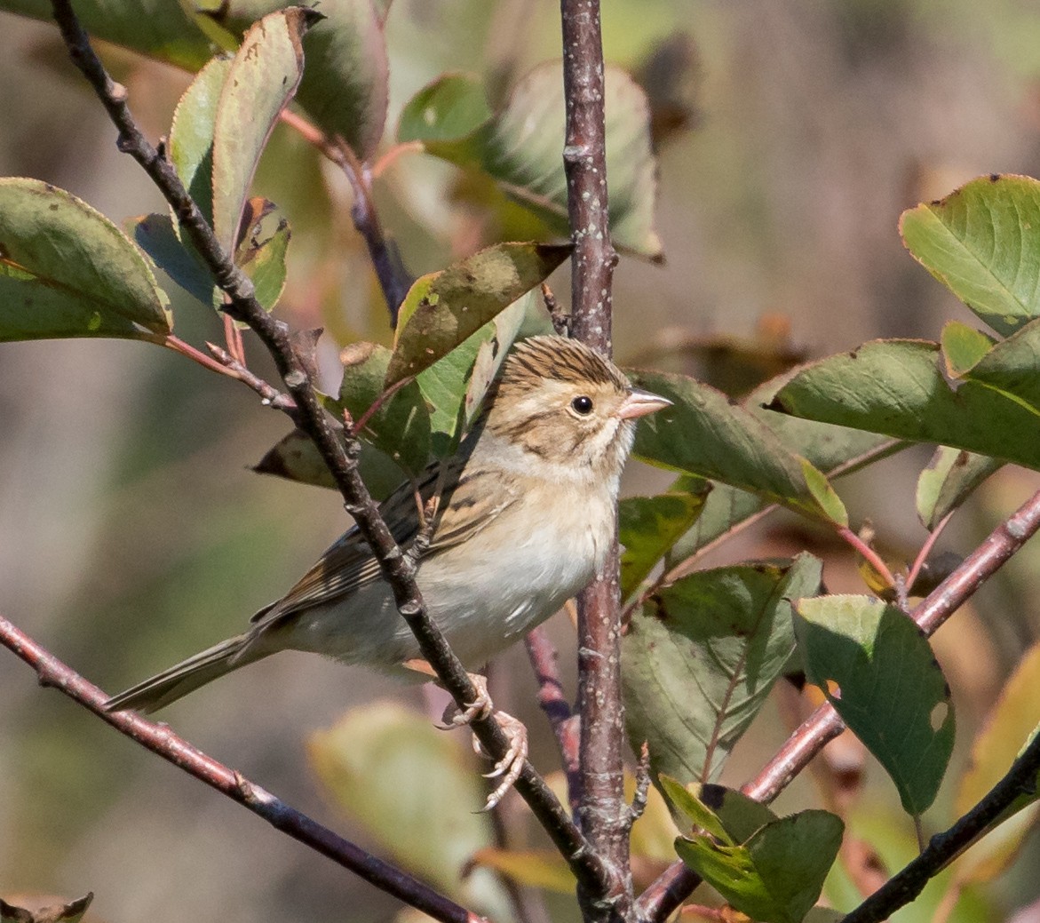 Clay-colored Sparrow - Scott Surner