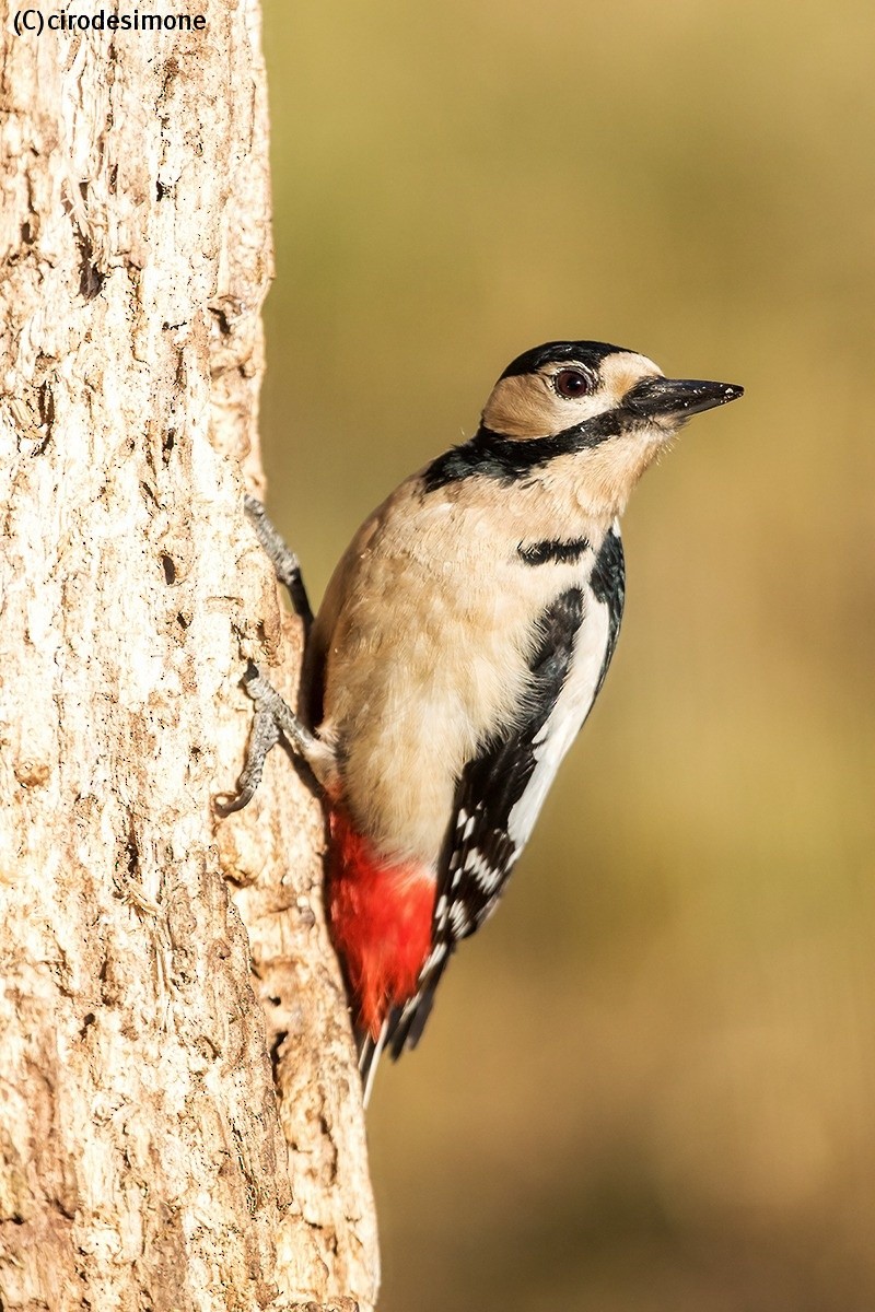 Great Spotted Woodpecker - Ciro De Simone